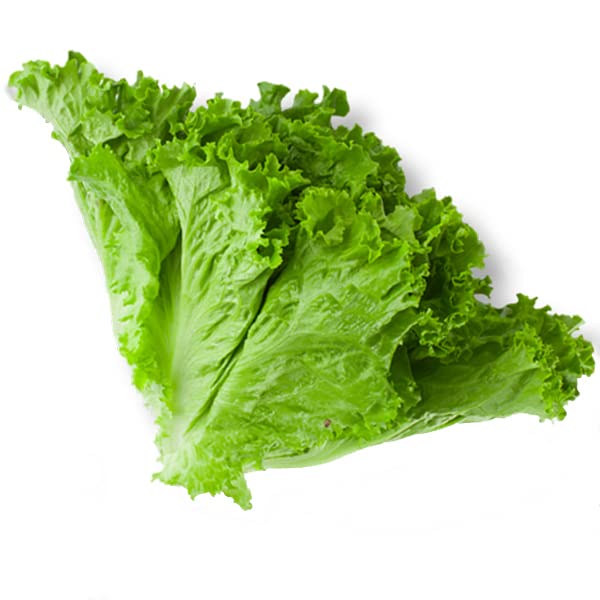 Lettuce Grand Rapids Seeds Hybrids F1 Vegetable Seeds for Home Garden for Planting for All Season (100 seeds) By Zabbus (B0BHX7WDHL) Amazon Price History, Amazon Price Tracker