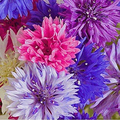 Corn Flower Seeds Mix Colours (B07MF8MBLV) Amazon Price History, Amazon Price Tracker