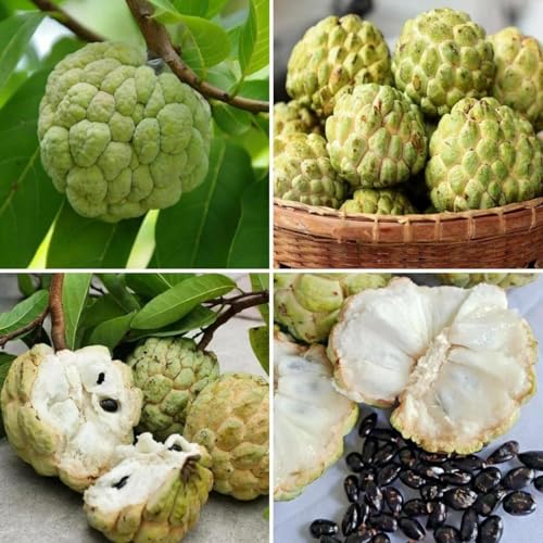 12+ Giant Soursop Graviola Seeds Guanabana Annona Muricata Fruit Tree Seeds Fresh Tropical Fruit Seeds Outdoor Garden