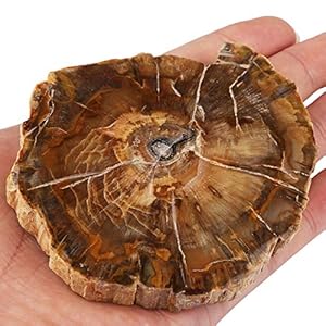 mookaitedecor Natural Petrified Wood Slice Healing Crystal Irregular Small Rough Stone Coaster, Reiki Gemstone Specimen Fossilized Wood Stone Slab Mineral Home Decoration(135-250g), Length 70-120mm