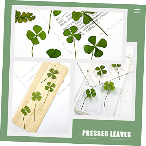 Hojas Naturales Secas Cuatro Hojas de Trébol 24 pcs miniatura 7
