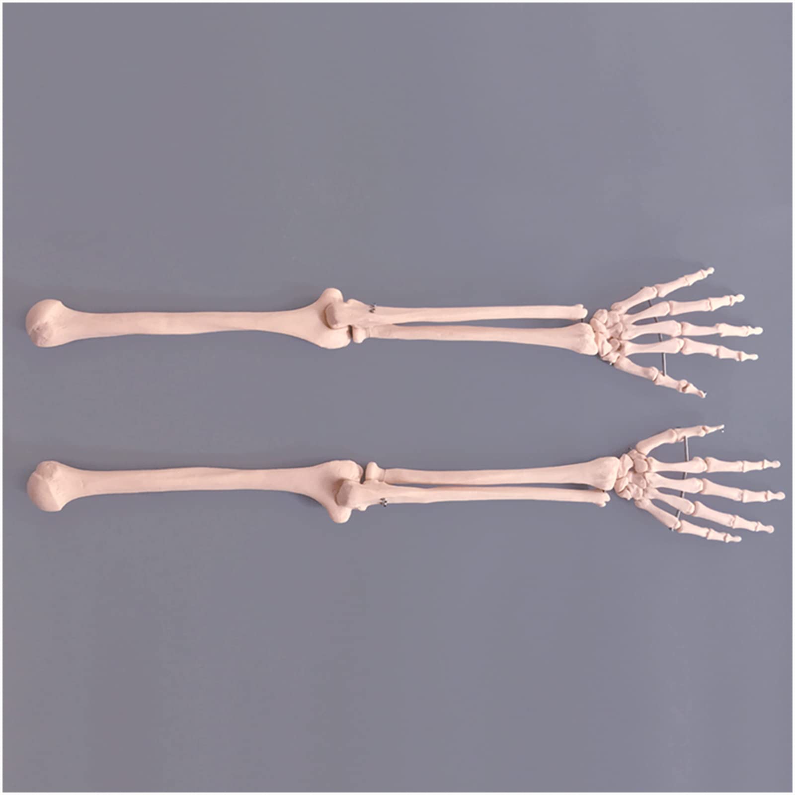 Educatief Model Anatomie Schoudergewrichtsmodel, Menselijk Anatomisch Model, Levensgroot Skelet Skelet Skelet Schouderligament Orthopedie Geneeskunde Leermiddelen, Medische Modellen