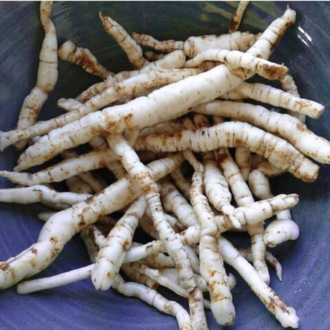 100pcs White Skirret Plant Seeds — image 1