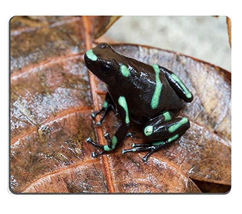 }EXpbhAQ[}EXpbhJapanese TreeFrog TreeFrogJGx}NVRSfPN00X5383