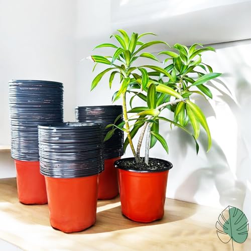 Image of Thermoformed Plastic Flower Pots, Durable, Flexible, Unbreakable, Multiple Drainage Holes, Best for Indoor Plants, Terrace Garden, Nursery (Pack of 20, 5 Inch)