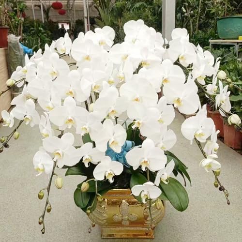 orquídea phalaenopsis - ornamentales lugares soleados semillas de orquídea de balcón originales jardín balcón Decoraciones otoñales un 30semillas