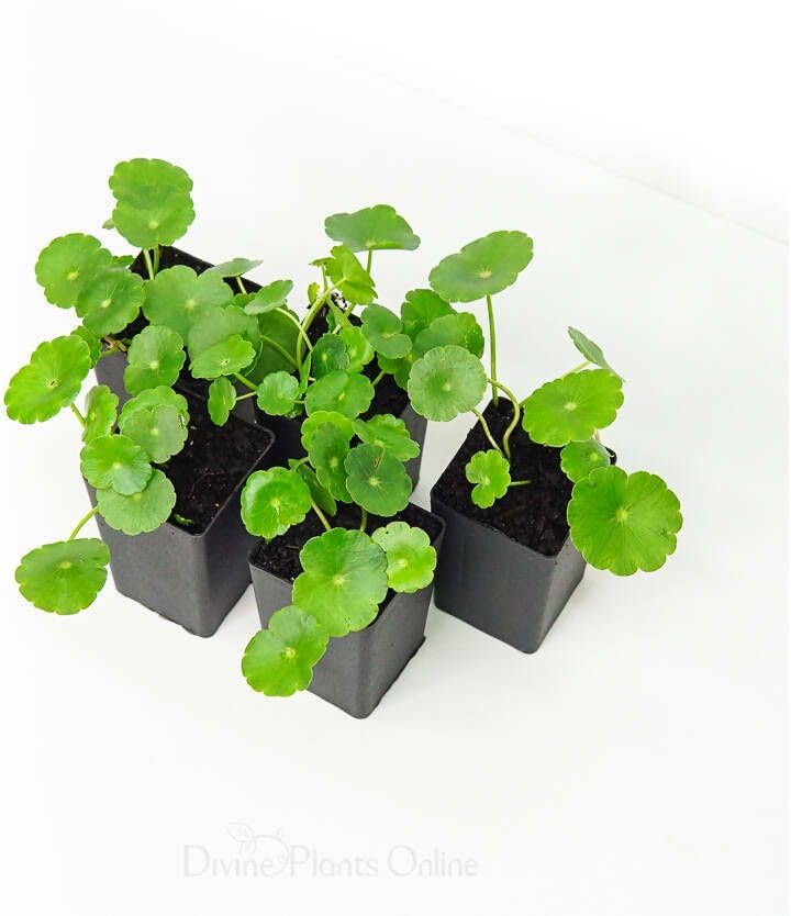 Platone Water Pennywort Water Pennywort
