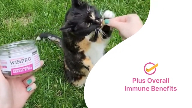 WINPRO Functional Dental Bites for Cats, Plasma-Powered Formula for Supporting Healthy Teeth and Gums, Probiotic Blend, Catnip Flavor, All Cat Breeds, 120 Count - image 8