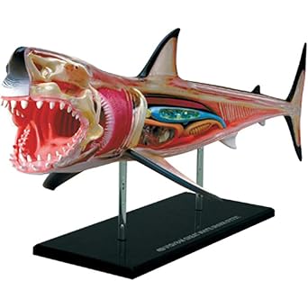 4D Great White Shark Anatomy Model, Detachable 20 Parts Shark Organ Anatomy Model, 4D Animal Anatomical Model for Study Display Teaching