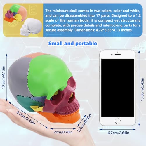 Image of Mini Human Skull Model,White Human Anatomy Exploded Skull,Removable 17 Parts Anatomy Skull Model for Study,Teaching Demonstration and Medical Education Display White