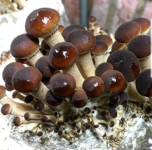 100 Grams/4 Oz Of Pioppini Mushroom Spawn Mycelium To Grow Gourmet And Medicinal Mushrooms At Home Or Commercially - Use To Grow On Straw Or Sawdust Blocks - G1 Or G2 Spawn #TOP29