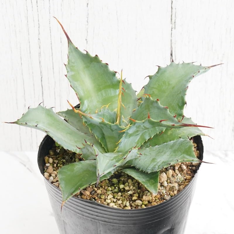 Amazon.co.jp: アガベ・シャウィー×ポタトラム「コロナ・デル Amazon.co.jp: アガベ・シャウィー×ポタトラム「コロナ・デル