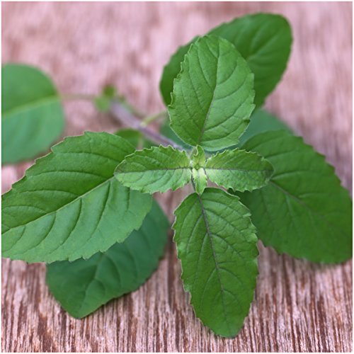 Seed Needs, Culinary Basil Herb Seed Packet Collection (8 Individual Basil Seed Varieties for Planting) Non-GMO & Untreated - Image 3