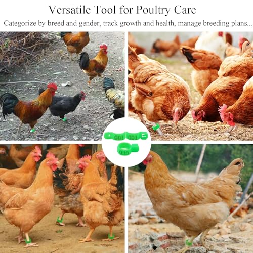 50 peças de faixas de perna de frango de 16 mm, faixas de perna de aves de plástico verde 001-050 an