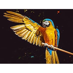 Sugamm 5D DIY Diamond Painting Papegaai volledige Diamant Schilderij Vogel Kit strassteentjes, borduurwerk foto’s Cross…