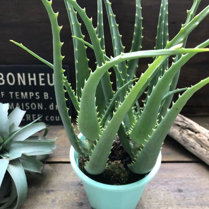 Amazon｜2本立て 木立アロエ 育てやすい 多肉植物 インテリア｜観葉