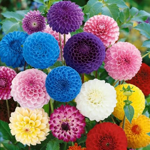 520 Pompon Chrysanthemum Flower Seeds for Planting Mixed Ping Pong Mum Seeds Non-GMO Heirloom Perennial Seeds for Cut Flowers and Garden Landscape