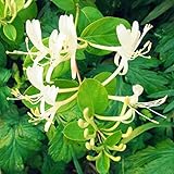 Puede hacer que su jardín sea atractivo y único cuando plante esta llamativa flor de madreselva blanca.