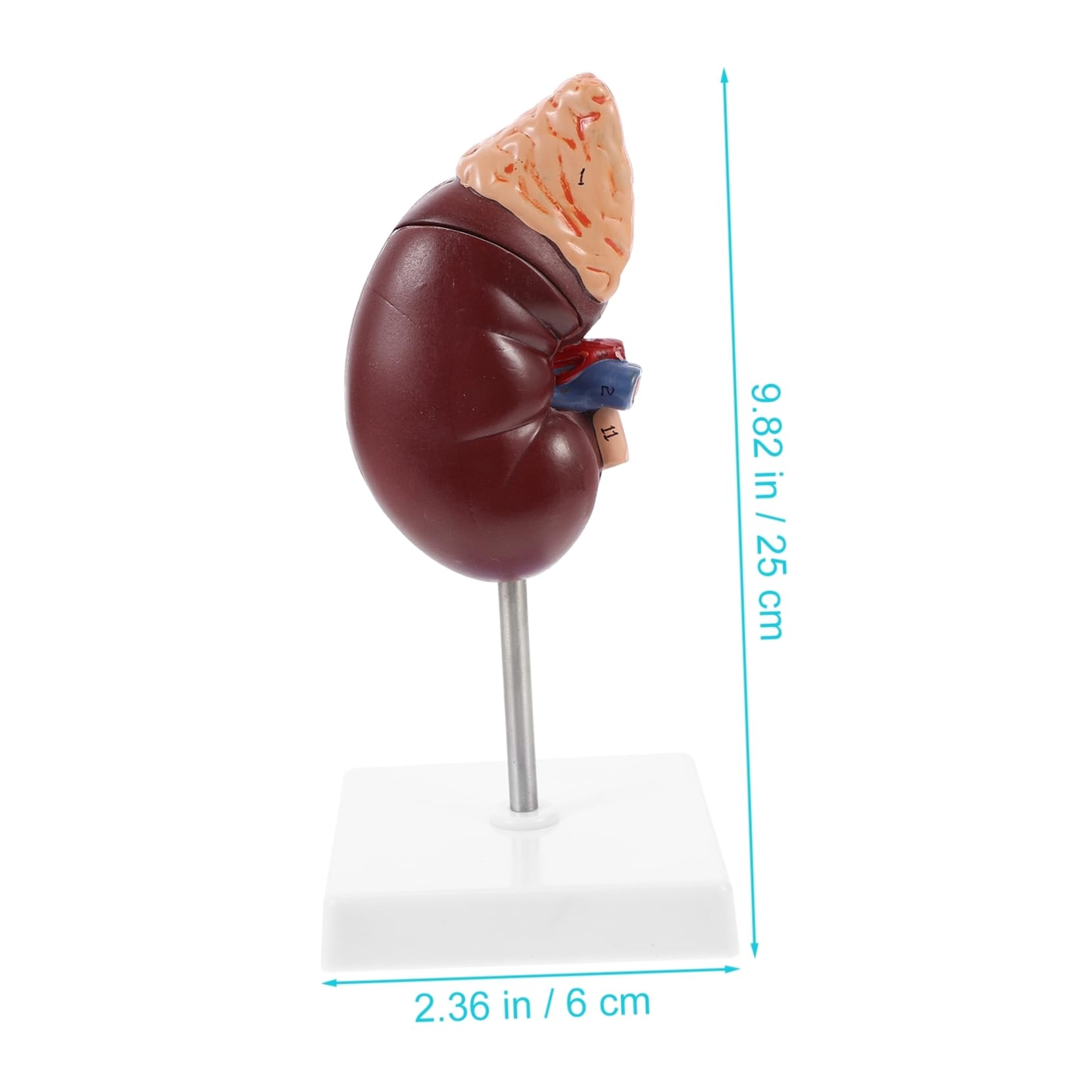 IMIKEYA Nierenmodell Anatomisches Lehrmodell Zweiteiliges Nierenmodell Mit Nebenniere Abnehmbar Für Medizinische Studien Und Demonstration Ständer Aus Hochwertigem Kunststoff
