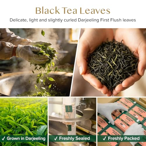 Image of VAHDAM, Exotic Darjeeling First Flush Tea Leaves (100 Black Tea Bags) High Caffeine, Non GMO, Gluten Free | Aromatic & Robust | Unblended First Flush Darjeeling Tea Bags | Resealable Ziplock Pouch