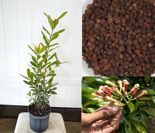 Image of Hybrid All Spice Plant /Sarvasugandhi Pimenta dioica, All Spice Pimenta Dioica spice scented leaf Kitchen Spice Live Plants & Tree (1-1.5 Ft Size) (All Spice Plant)