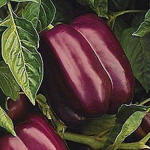 Miniatura 1 de Blue Jay Semillas de pimiento híbridas (25+ semillas)