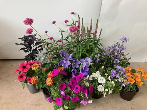 [通年受付]季節の花苗セット(10〜16ポット)