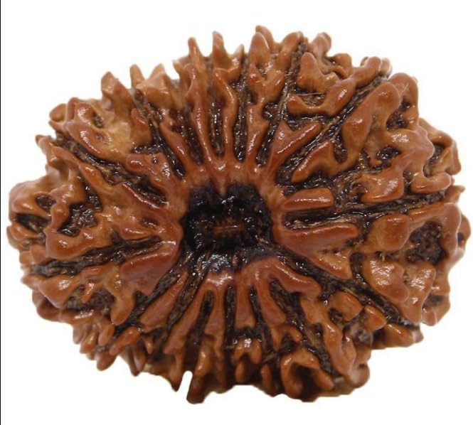 BluDiamond 15 Mukhi Nepali Rudraksha 26mm 15 मुखी रुद्राक्ष Fifteen Mukhi Rudraksha Beads 15 Face Rudraksha Original Certified पंद्रह मुखी रुद्राक्ष Pendent For Men Women 15 Pandrah Mukhi-image-28