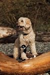 Pup & Flock - Val the Canada Goose Plush Dog Toy | Squeaky center, crinkly wings, tug-of-war legs, tear-resistant lining. Dog toys for medium and large dogs, designed in Canada