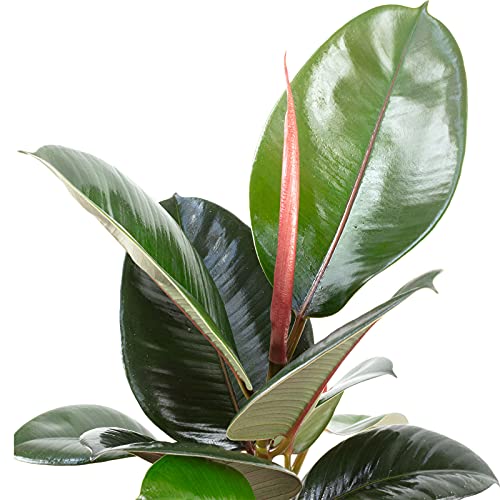 Gummibaum - echte Zimmerpflanze, Ficus elastica 'Robusta' - Höhe ca. 50 cm, Topf-Ø 17 cm - Image 3