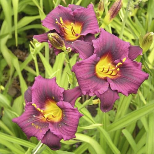 Grape Magic Daylily Flower Bulbs – Purple-Pink Reblooming Variety – Hardy, Pollinator-Friendly Perennial for Full Sun Landscapes (Zones 3–9) Fall Planting Spring Blooming