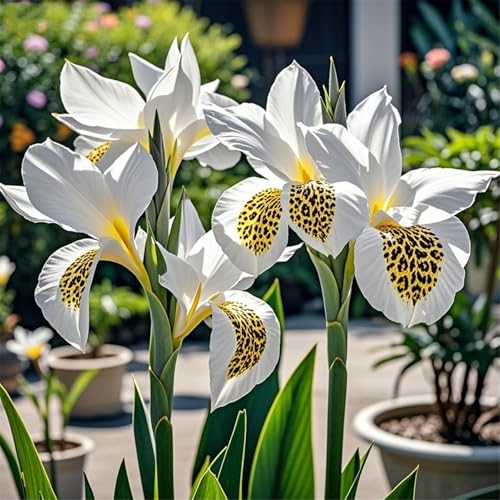 Canna Rhizome&Canna Gartenbepflanzung-Elegante Rhizome-Blühende Rhizome-Winterhart Rhizome-Landschaftsgestaltung-2Rhizome-D