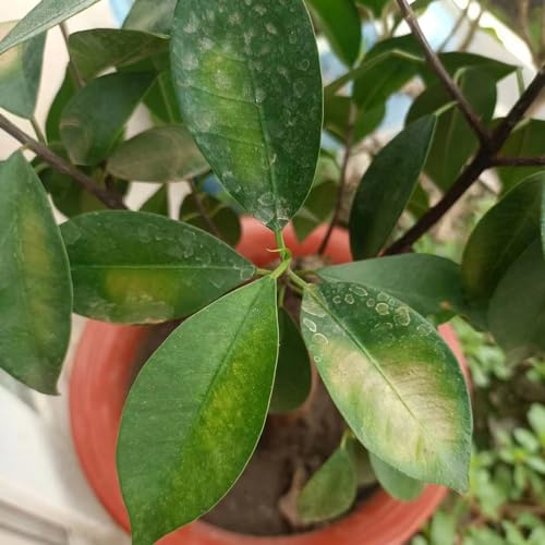 45 stuks ficus ginseng bonsaizaden, planten balkon, bloementuin (Ficus microcarpa) Bijenweidezaden, verhoogd tuinbed Vaste planten winterhard, zaden winterhard Bonsai, bodembedekkerzaden - Afbeelding 6