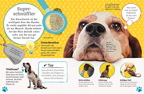 Alles über deinen Hund: So sorgst du für dein Lieblingstier. Mit Steckbriefen beliebter Hunderassen und Quiz (Mein Haustier)