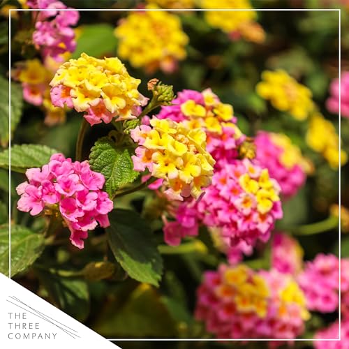 Live Flowering Lantana - Color Mix (2 Plants Per Pack) - Grower's Choice Multi Color Blooms, Healthy Blooming Pollinator, 8" Tall by 5" Wide in 1 Qt Pot Live Flowering Lantana - Color Mix (2 Plants Per Pack) - Grower's Choice Multi Color Blooms, Healthy Blooming Pollinator, 8" Tall by 5" Wide in 1 Qt Pot