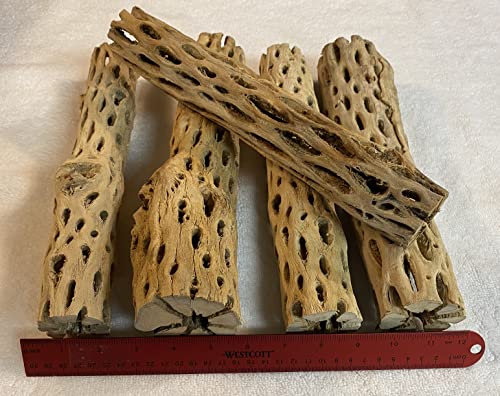 Image of Awesome Aquatic 12 inch 2-3 inch Thick XL Teddy Bear /Chain Fruit /Buckhorn /Staghorn Cholla Wood Hollow Tube Wood Cactus Skeleton Tubes 12 inch x 2-3 inch Thick /Diameter (12 in x 2-3 in Diameter)