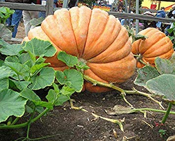 Coconut Lagoon Rare Imported High Growing Giant Vegetable 50Kg Yields Huge Hybrid Pumpkin Seeds,. (B07RCYY3VG) Amazon Price History, Amazon Price Tracker