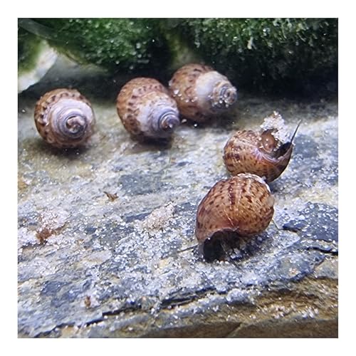 AQ4Aquaristik 5 x Genoppte Turmdeckelschnecke Taberia granifera Reinigungscrew für den Bodengrund