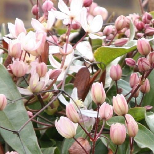 3 x Clematis armandii Apple Blossom - Immergrün, Rosa, Duftend & Winterhart | 3-er set immergrüne, schnellwachsende Kletterpflanzen