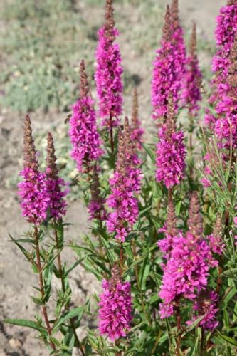 Lythrum salicaria 'Zigeunerblut' 11x11 cm Topf – Winterhart,...