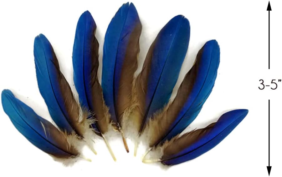 4 Pieces - Blue Greenwing Macaw Small Wing Feathers - Rare - Jewelry Craft Supply | Moonlight Feather