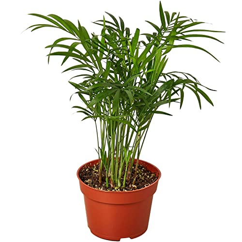Parlor Palm By Thirsty Leaves