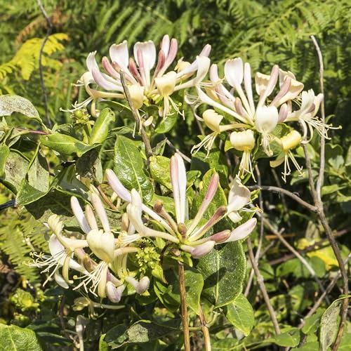 Sound Escape 275. The enchanted buzz of a honeysuckle plant
