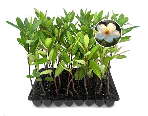 Loblolly Bay | 3 Live Plants | Gordonia lasianthus | Evergreen Floweri