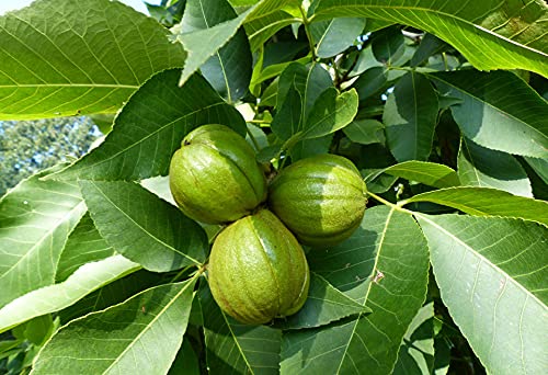 Shagbark Hickory Tree Seedlings | Live Tree Seedlings (3 Trees) - No Ship to California