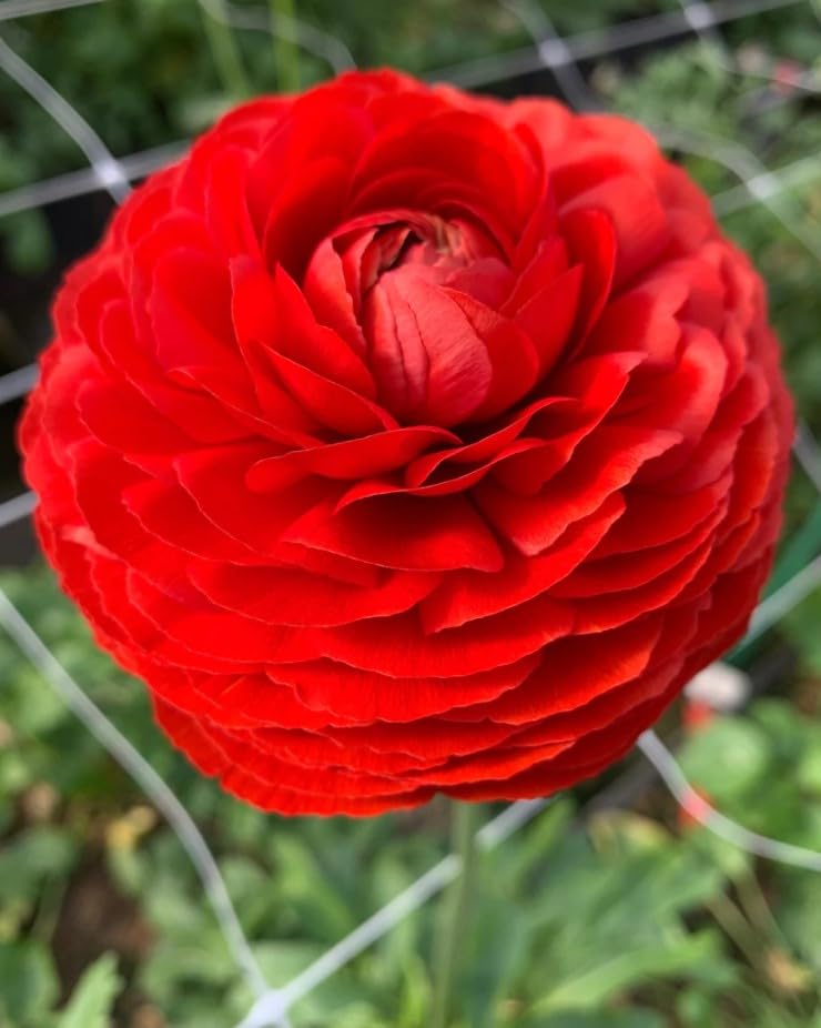Plantogallery Ranunculus Flower Bulbs - Pack Of 1 Bulbs (Red) (B0CG359KVM) Amazon Price History, Amazon Price Tracker
