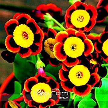 Big Sale!Liesl Tri-color Rare Petunia Annual Flower Seeds,100 Pcs / Bag, Blooms and Fine Frosting Big Sale!Liesl Tri-color Rare Petunia Annual Flower Seeds,100 Pcs / Bag, Blooms and Fine Frosting