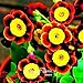 Big Sale!Liesl Tri-color Rare Petunia Annual Flower Seeds,100 Pcs / Bag, Blooms and Fine Frosting