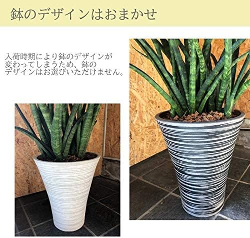 特別セール品 フラワーキッチン 観葉植物 サンスベリア7号 ブラック鉢 ファーンウッド Marcielyons Com