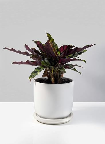 Miniatura 8 de Serene Spaces Living Maceta pequeña de cerámica negra mate con agujeros de drenaje y platillo para plantas y flores, macetas decorativas para